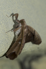 Episparis tortuosalis