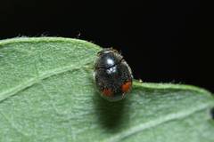 Cryptogonus orbiculus