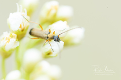 Grammoptera ustulata