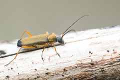 Grammoptera ustulata