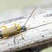 Burnt-tip Grammoptera - Photo (c) Ralph Martin, some rights reserved (CC BY-NC-ND), uploaded by Ralph Martin