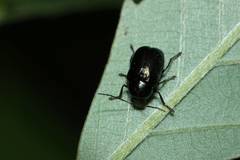 Cryptocephalus hyacinthinus