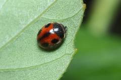 Phymatosternus lewisii