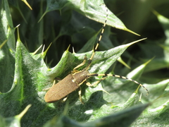 Agapanthia annularis