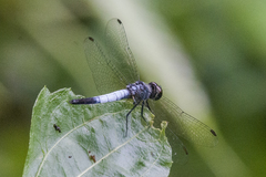 Brachydiplax farinosa