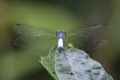 Brachydiplax farinosa