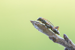 Brachypteroma ottomanum