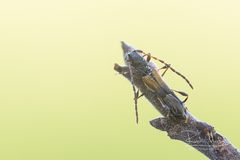 Brachypteroma ottomanum