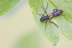 Brachypteroma ottomanum