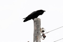 Corvus corax kamtschaticus
