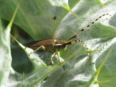 Agapanthia annularis