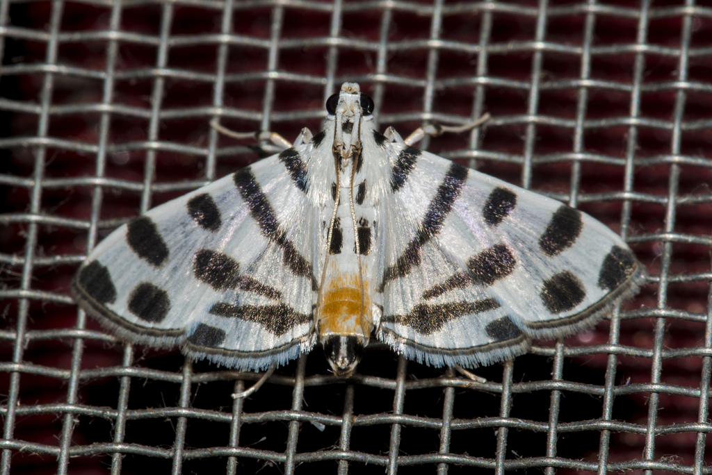 Pycnarmon jaguaralis