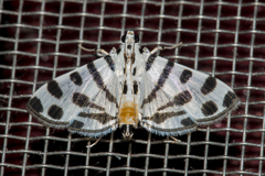 Pycnarmon jaguaralis