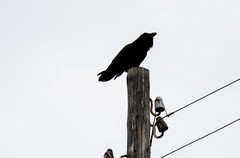 Corvus corax kamtschaticus