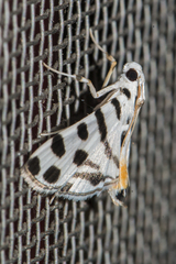 Pycnarmon jaguaralis