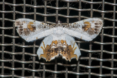 Europlema