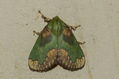 Parasa pastoralis