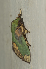 Parasa pastoralis