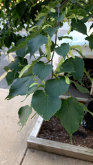 Tilia cordata