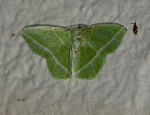 Showy Emerald photo 6