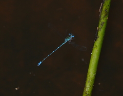 Austroagrion exclamationis
