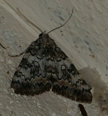 Catocala lineella