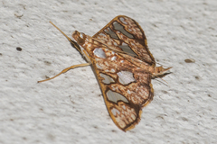 Glyphodes canthusalis