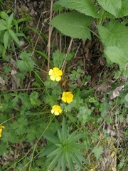 Ranunculus baidarae