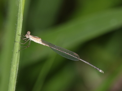 Indolestes insularis