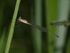 Indolestes insularis