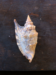 Euprotomus aurisdianae