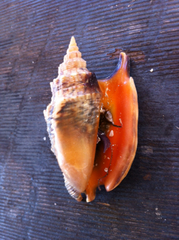 Euprotomus aurisdianae