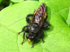 Laphria mitsukurii