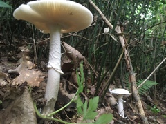 Amanita eliae