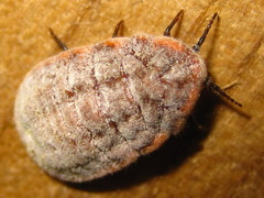 Drosicha corpulenta