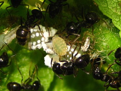 Lasius spathepus