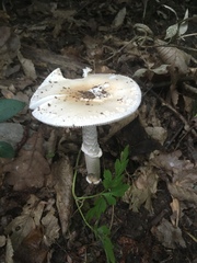 Amanita eliae