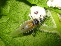 Lasius spathepus