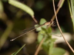 Indolestes insularis