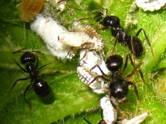 Lasius spathepus