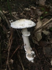 Amanita eliae
