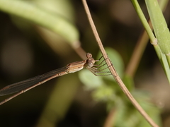 Indolestes insularis