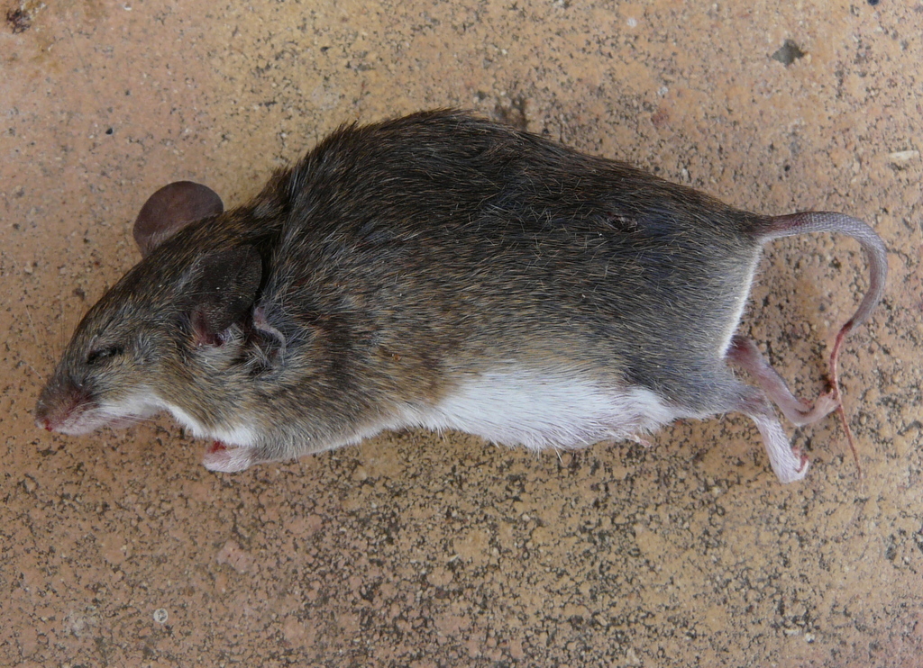 Neave's Mouse
