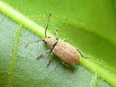 Myllocerina