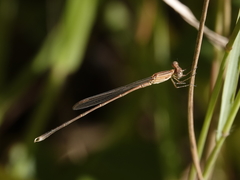 Indolestes insularis