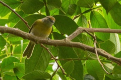 Hylophilus thoracicus