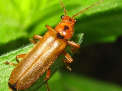 Lycocerus vitellinus