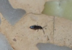 Entomobryidae