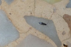 Entomobryidae