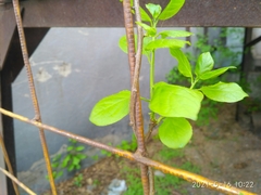 Celastrus flagellaris